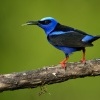 Kvetomil modry - Cyanerpes cyaneus - Red-legged Honeycreeper 9345